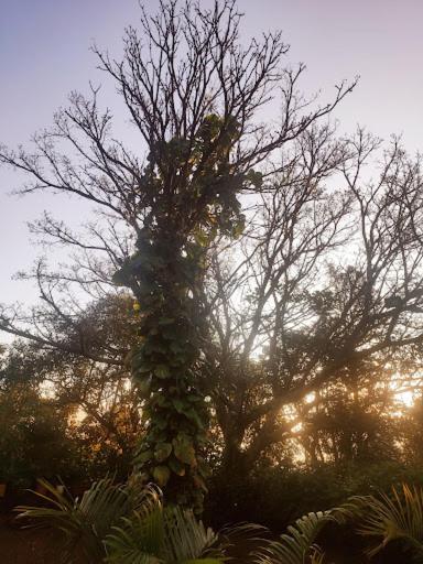 Royal Nest * Mahabaleshwar